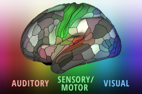 Brain Map Shows Landscape of Sensory Perception