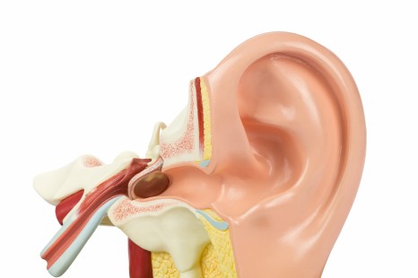 damaged ear