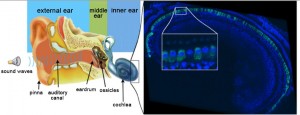 The left panel is a schematic representation of the human ear. Sound waves are collected by the outer ear made up of the pinna and ear canal. The middle ear, composed of the eardrum and ossicles, transmits sound waves to the inner ear, which features the cochlea – the hearing organ responsible for transmitting auditory messages to the central nervous system. The right panel shows an immunofluorescence image of the auditory sensory epithelium within an injected cochlea. The inner hair cells have been stained for otoferlin in green. Otoferlin is detected in almost all of these cells. The inset is a high magnification area showing an inner hair cell that has not been transduced. © Institut Pasteur