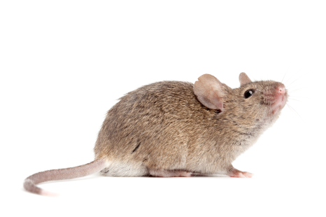 Mouse study reveals contributor to hearing loss