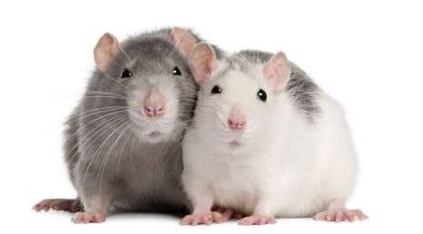 Image result for sleep deprived rats